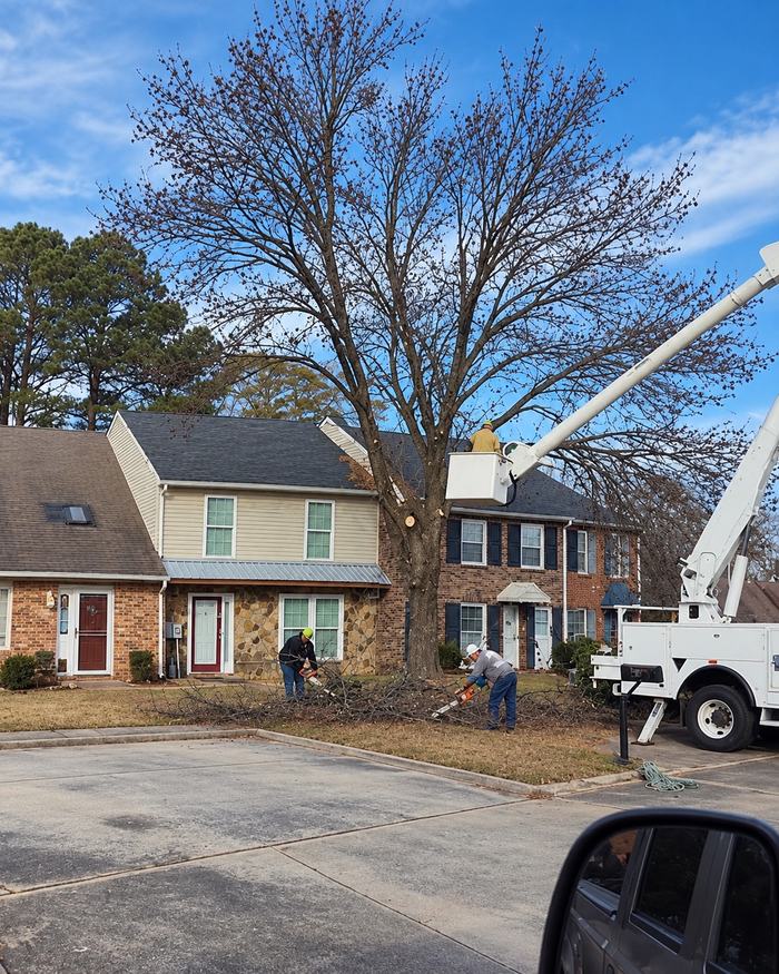 JC's Tree and Stump Removal crew and bucket truck taking down a large hardwood over townhouse rooflines